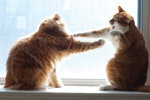 photo of cats fighting in a windowsill