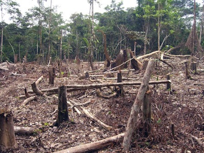 Colombian Rainforest By Threat To Democracy Via Flickr