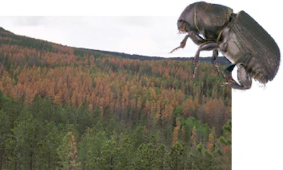 The rice-sized mountain pine beetle has decimated Colorado's pine stands.