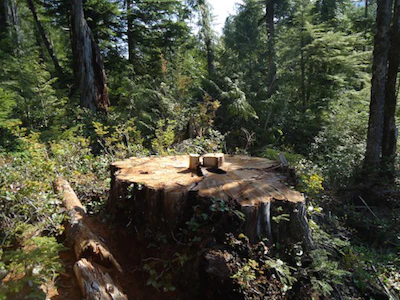 Wilderness Committee Poached Cedar1