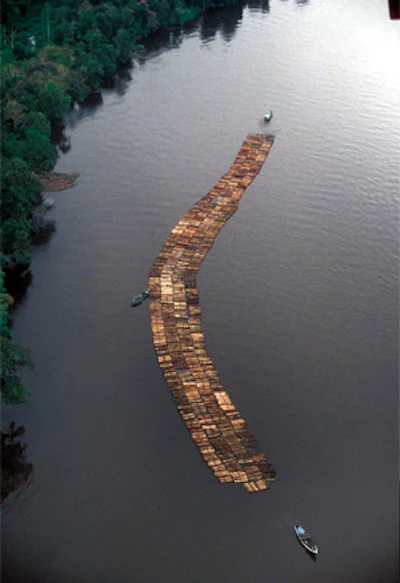 A barge of illegally logged ramin logs being ferried down Indonesia's Seruyan River. (Photo courtesy Environmental Investigation Agency.)