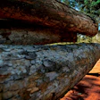 The Lacey Act amendments of 2008 were designed to reduce illegal logging worldwide, to stop scenes like this photo, which shows a truck load of logs that were illegally taken from the Amazon near the Arariboia Indigenous Reserve in June 2012. (Photo courtesy Environmental Investigation Agency.)
