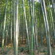 Photo courtesy of Cali Bamboo