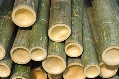 Raw bamboo canes that will be used for flooring. (Photos courtesy of Cali Bamboo.)