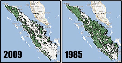 Sumatra Forest85 09