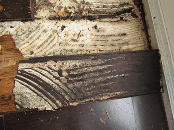 photo of wood floor with blister problem