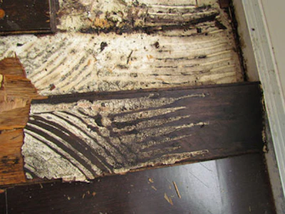 photo of wood floor with blister problem