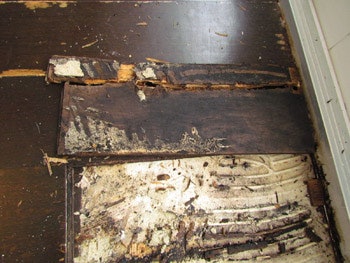 photo of wood floor with blister problem