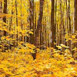 Maple Forest