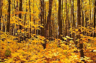 Maple Forest