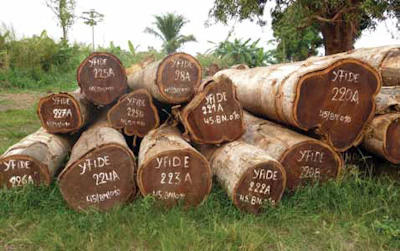 Illegally Logged Trees In Congo