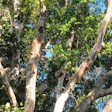 Jatoba Brazilian Cherry Tree