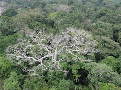Nasa Amazon Forest Die Off Photo