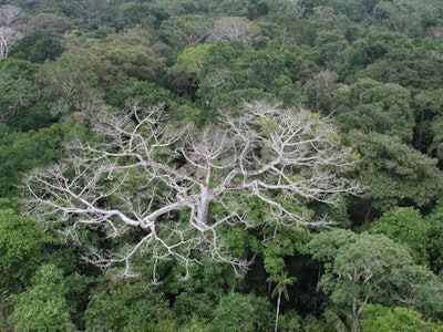 Nasa Amazon Forest Die Off Photo