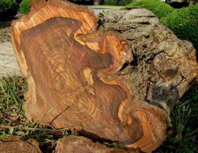 Felled Siamese rosewood tree. Photo from the Royal Thai Embassy in Washington, D.C.