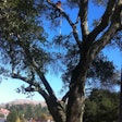 Avi Tree Trimming
