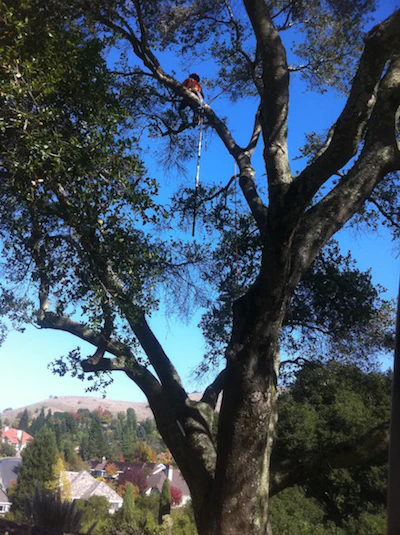 Avi Tree Trimming