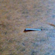 Hammer tacker staple.jpg