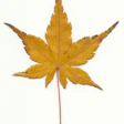 Avi Hadad Leaf Inlay Step 1