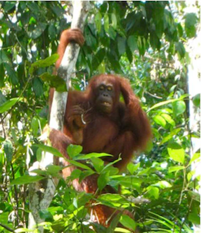 Green Blog Orangutan