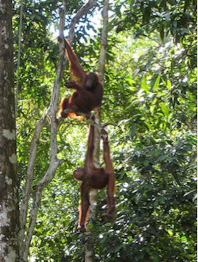 Green Blog Orangutans