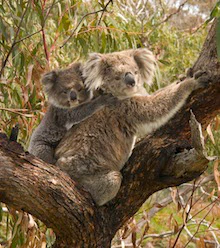 Koala And Joey