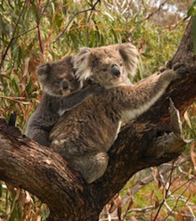 Koala And Joey