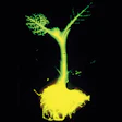 photo of a bioluminescent plant