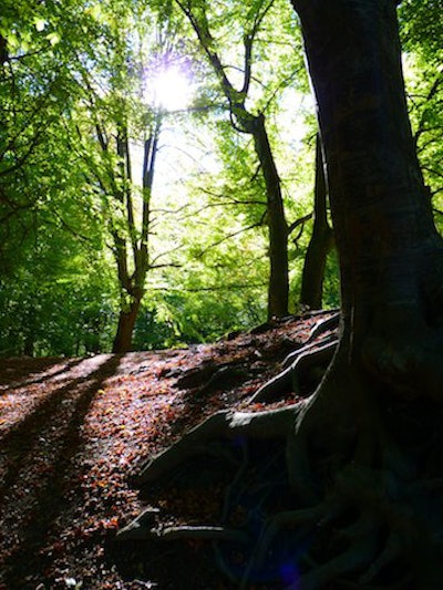 Forest Trees Back Light