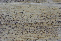 Experimenting showed that spots like this only appeared on the floor when metal shavings were worked into the open grain of freshly sanded wood and coated with waterborne finish.
