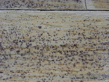 Mysterious Black Spots In Wood Floors, Black Spots On Hardwood Floor