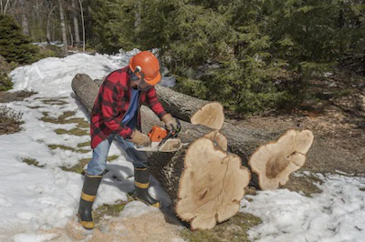 Lumberjack Shutterstock 1331066090 Lr
