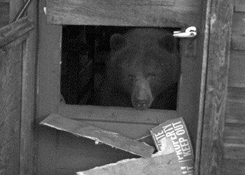 photo of a bear that broke into a home