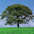 photo of a tree