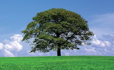photo of a tree