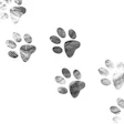 image of cat pawprints