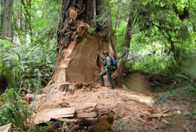 Burl440
