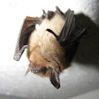 The Northern long eared bat (photo courtesy Wikipedia/Jomegat)