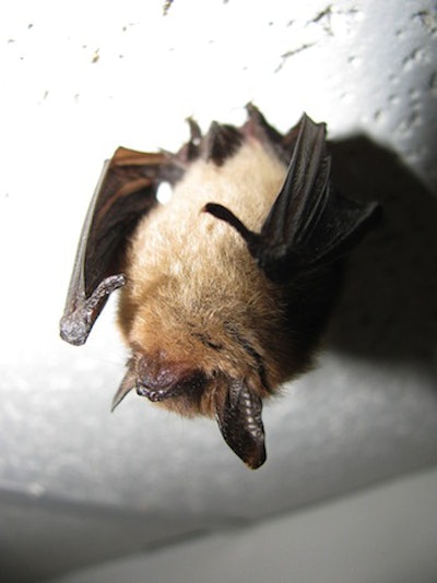 The Northern long eared bat (photo courtesy Wikipedia/Jomegat)