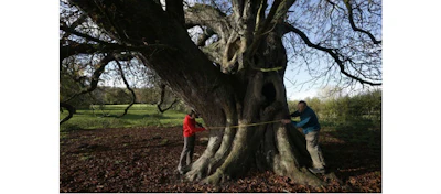 Horse Chestnut