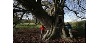 Horse Chestnut