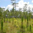 Naturally regenerated longleaf pines in DeSoto National Forest, Miss. (Photo from Wikipedia/Woodlot)