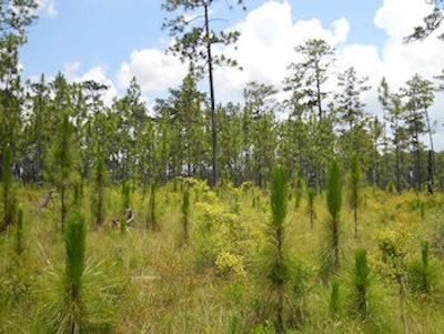 Naturally regenerated longleaf pines in DeSoto National Forest, Miss. (Photo from Wikipedia/Woodlot)