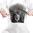 Shutterstock.com | Simone Capozzi