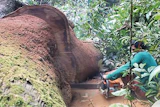 5 A 815 Hf As15 Wdwks Big Tree Chainsaw Sm