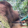 5 A 815 Hf As15 Wdwks Big Tree Chainsaw Sm