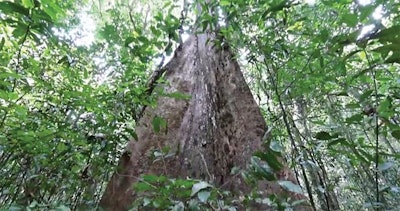 5 D 815 Hf As15 Wdwks Big Tree Tree Standing Med