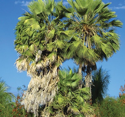 The carnauba palm tree. (Wikipedia/Reynaldo)