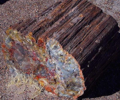 Even petrified wood, like this log section at Petrified Forest National Park, is at risk of being stolen. (Photo: Solipsist~commonswiki)