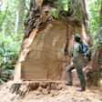 A park ranger inspects a redwood tree in May 2013 that has been vandalized to steal a burl. Source: National Park Service